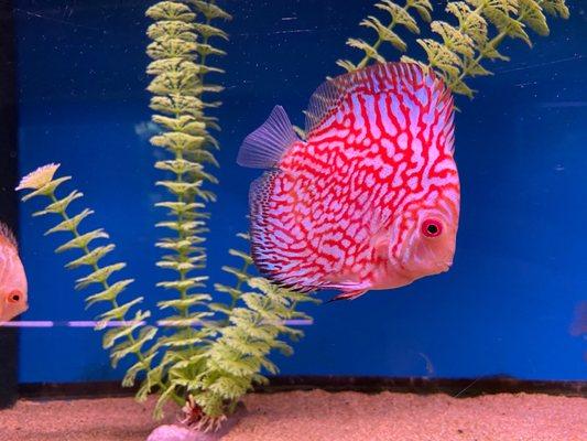 Amazing discus