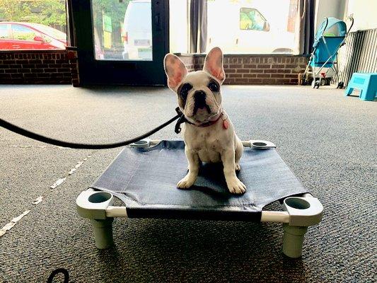 Puppy lesson client learning the beginning of "place" command