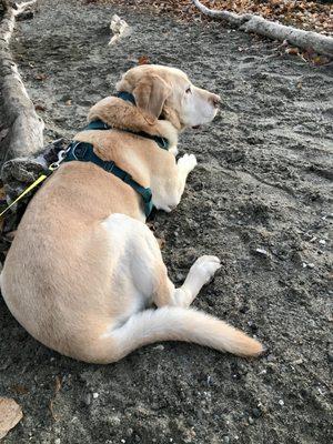 Orion's new harness - picked and adjusted to fit for his special needs