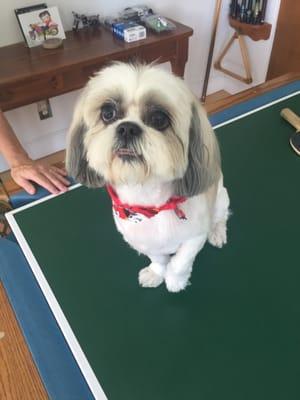 11yr old Shih Tzu, Charlie Brown