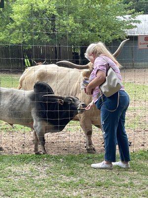 Feeding the bulls