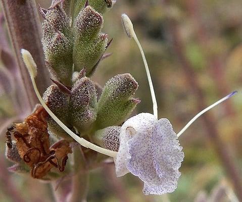 Beautiful, Healing, Sage.