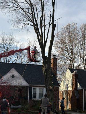 Bob's Tree and Stump Service