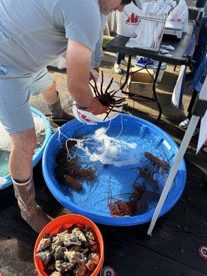 Lobster for sale