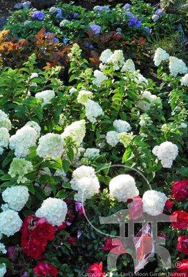 Hydrangeas, Physocarpus, Roses and more