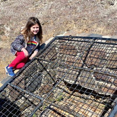 A petrified tree in captivity...