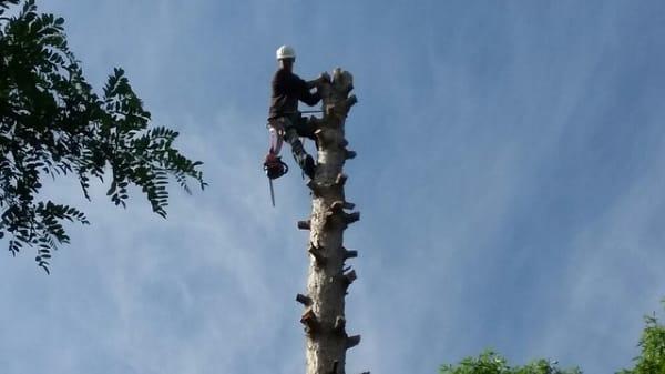 We specialize in tree removals