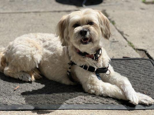 Fresh back from her grooming. She is sunbathing now