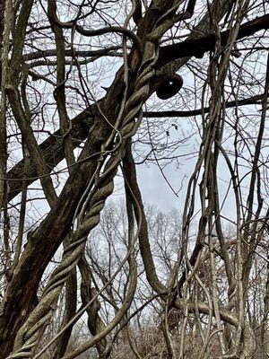 Even without leaves on trees, beautiful scenery along the "Coyote's Den" trail