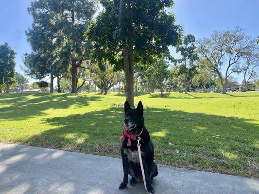 Ninja sees tons of squirrels here.