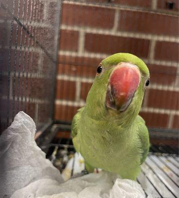 Indian Ringneck Parrot