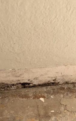 Mold found after remediation under baseboards. A1Emergency was going to cut and paint only.