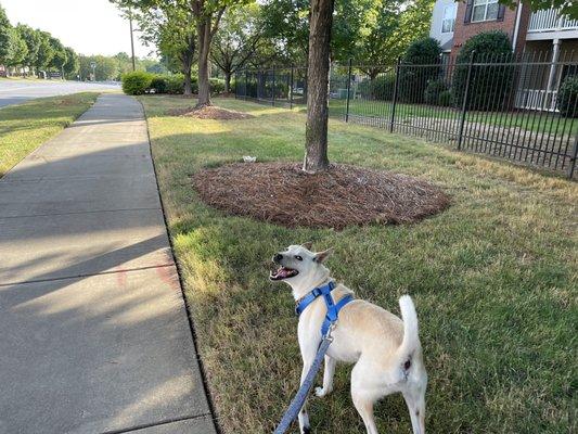 Our new family member, that we found with the help of Richardson Rescue.