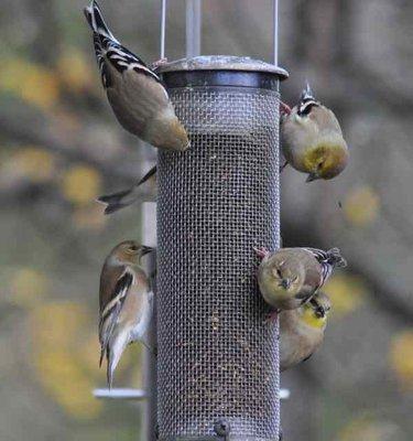 Goldfinches