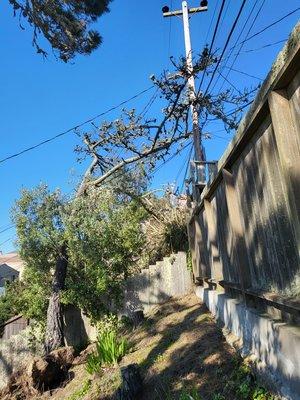 Removing  a tree from power lines.