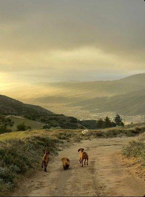 Look at this stunning photo Thea took of our two pups (+doggy friend) and sent to us!