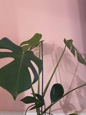 Monstera Deliciosa & Dragons Foot