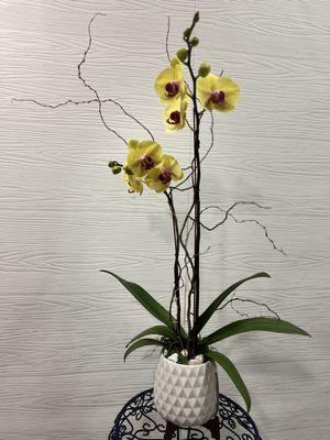 Gorgeous double stem orchid