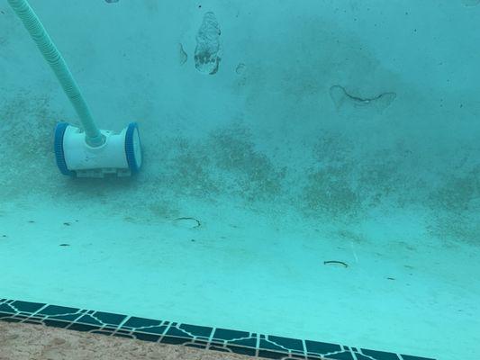 Algae creeping on pool walls