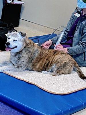 Ahhhh, that feels goooooood... (photo taken by Canine Rehab Center)