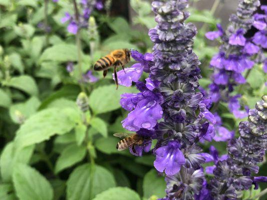 POLLINATOR PLANTS!