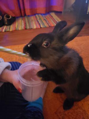 Made Ziggy a banana (nanners) shake #Yum #TheManOfTheHouse