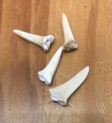 Sharks teeth that we "mined" at the museum..,