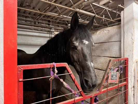 Memory Lane Stables