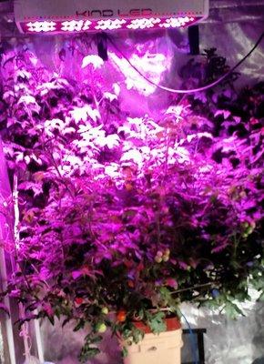 Husky Cherry Tomato Plant grown under LED in a General Hydroponics Water Farm Module