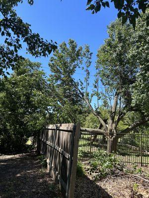 Wichita Tree Service