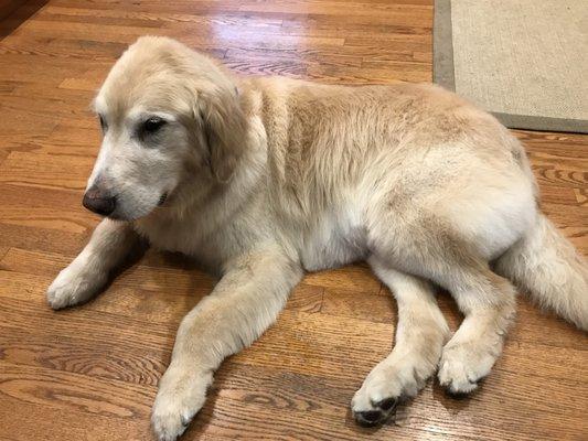 My golden, after a groom with Andrea.