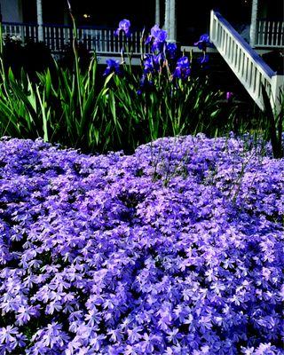 Flowers out front, in Spring at 369 Montford Ave. - The Chinese Acupuncture & Herbology Clinic.