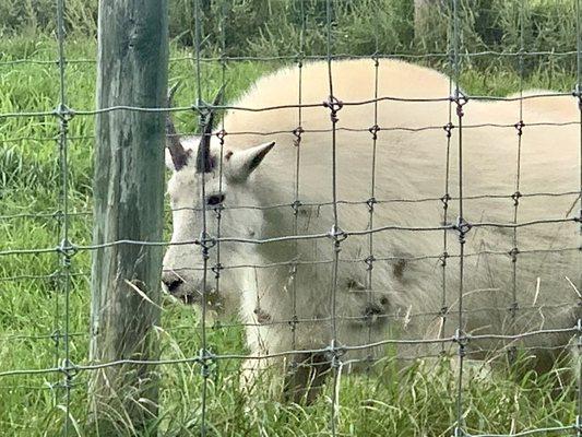 Mountain Goat... time for a shave!