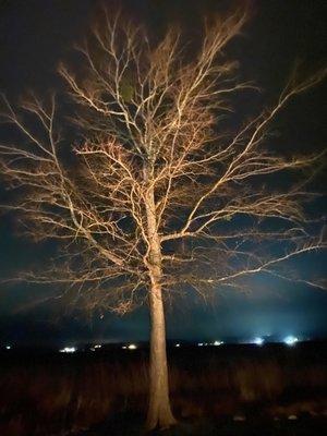 Tree next to the bonfire