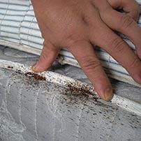 Fecal matter from bed bugs on mattress.