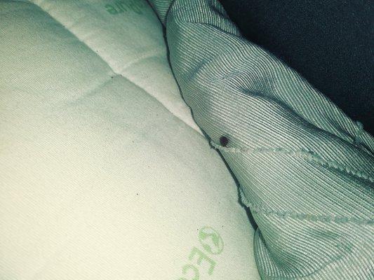 Bed bug