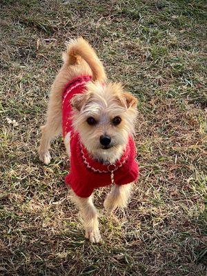 Happy and healthy pup & the best travel companion & hiking partner. We love coming to Loyl's for high quality dog food and treats.