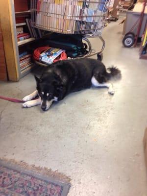 Best Book Store dog ever...Zena