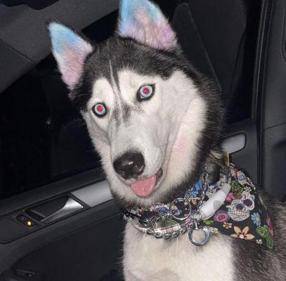 Skylar, a crazy husky who loves to run and play during her walks.