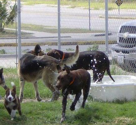 Playtime in the pool is always fun and refreshing!