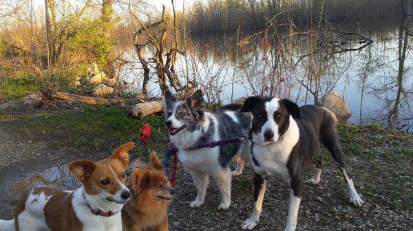 Queen City Dog Training Club