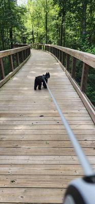 The Walk at Sandy Run