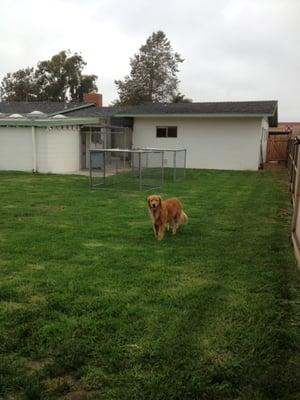 We have a large excercise yard for all boarders.