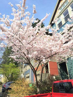 Spring blossoms at my home in Portland managed by Bryan at Lux Prop