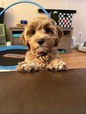 Cockapoo puppy