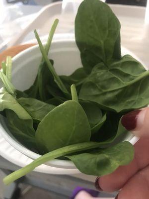 A salad aka cup of spinach