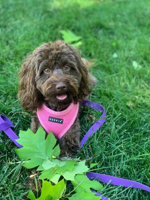 Bellevue Pampered Pet Spa