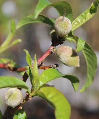 A diversity of fruiting trees including plums, apricots, cherries, pomegranate, pears, apples, almonds and more!
Pictured: Babcock Peach