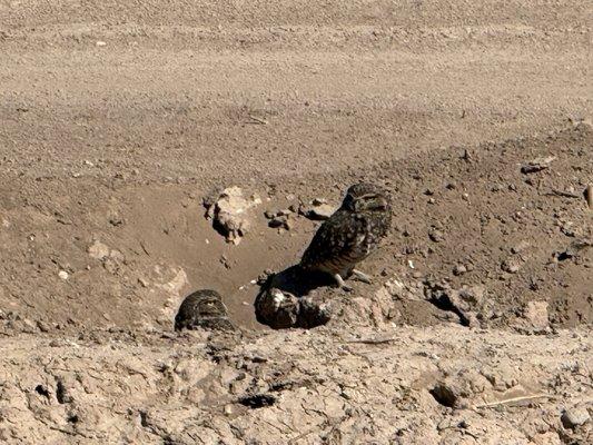 Burrowing owl pair