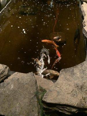 Koi Pond